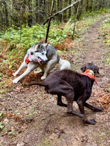 Two dogs leap, twist, and bound around in circles as they play on the trail.