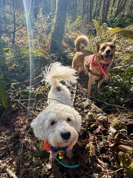 Two dogs stand and smile in the forest as bright sunshine beams down.