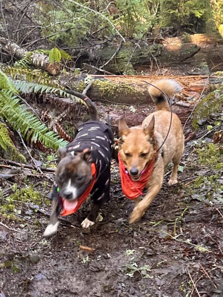 Two smiling dogs race side by side along a footpath through the forest.