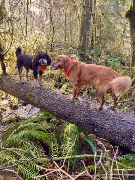 Two smiling dogs stand facing each other atop a tree that fell at an angle well above the ground.