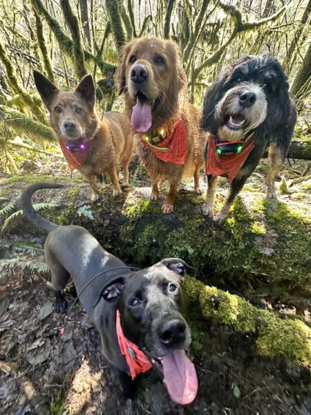Four dogs stand together and pose for the camera on and among moss covered trees.