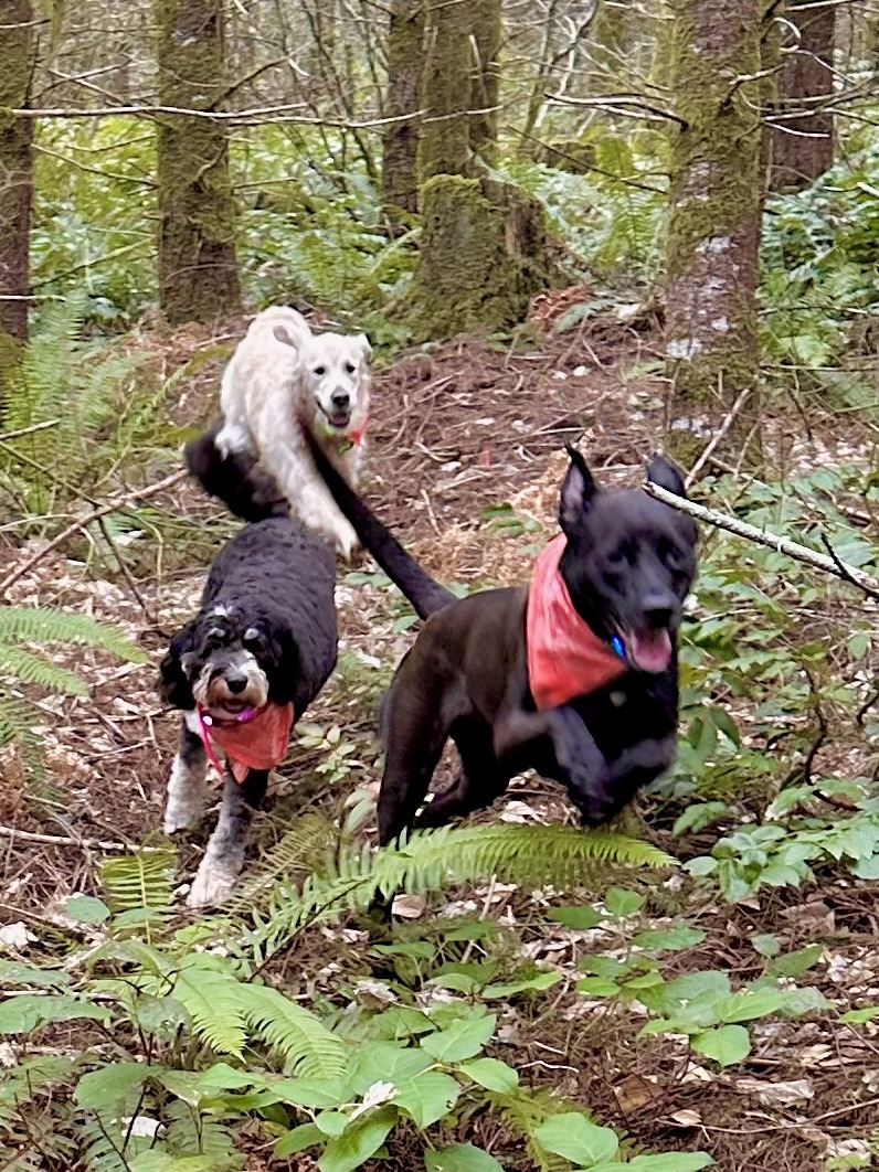 Three dogs race downhill and leap over ferns in the mossy woods.