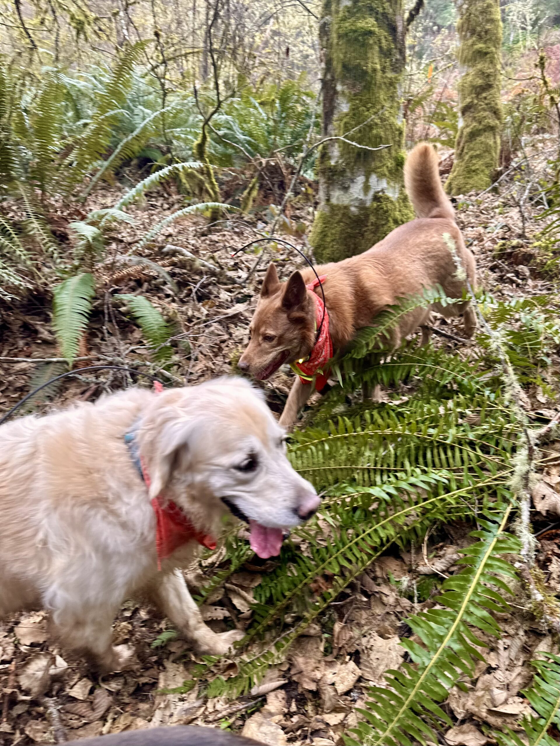 A cattle dog and a cream retriever smile as they amble through the forest.