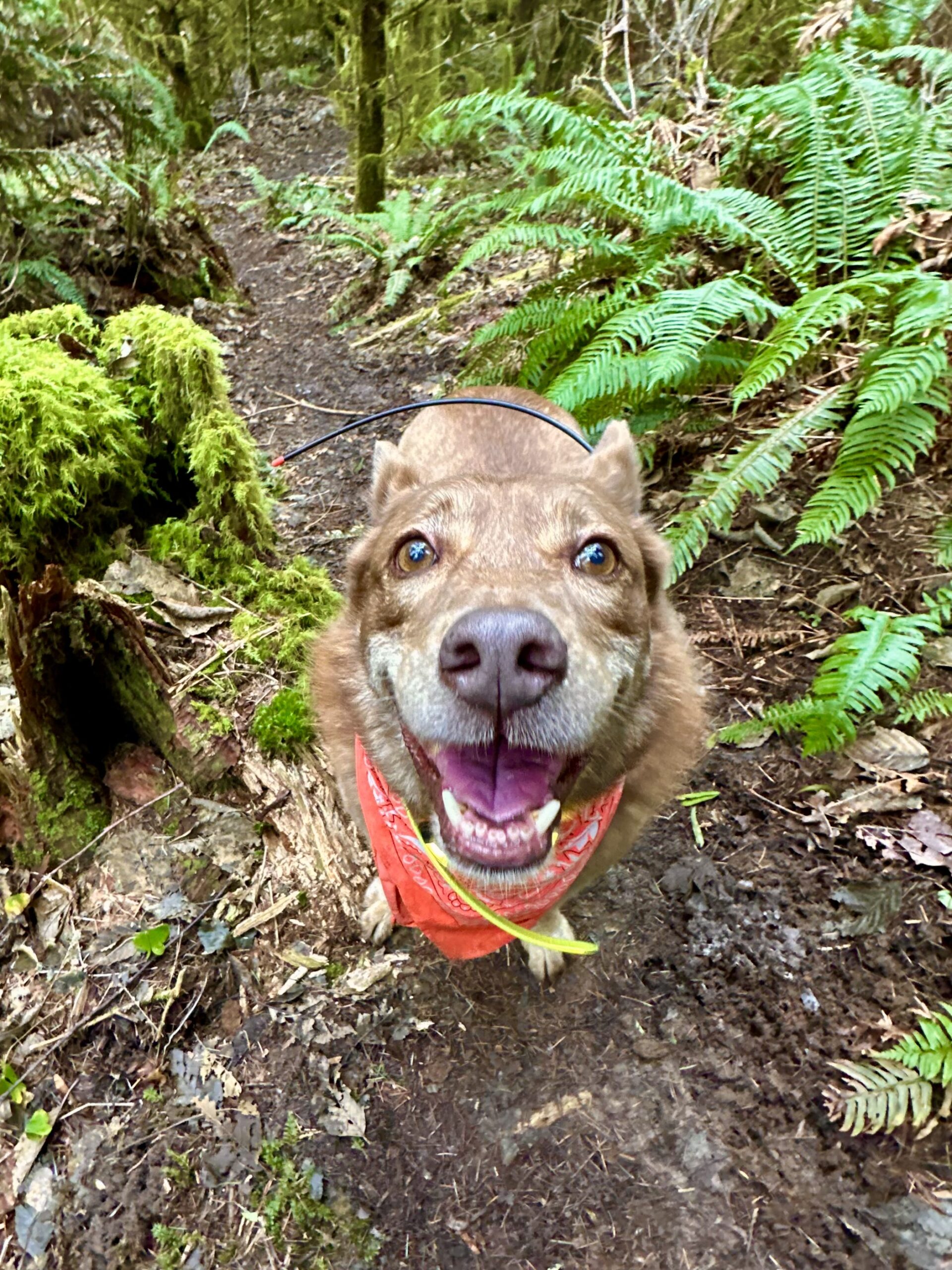 A cattle dog looks directly at the camera with a huge smile. Ferns and moss to each side of her.