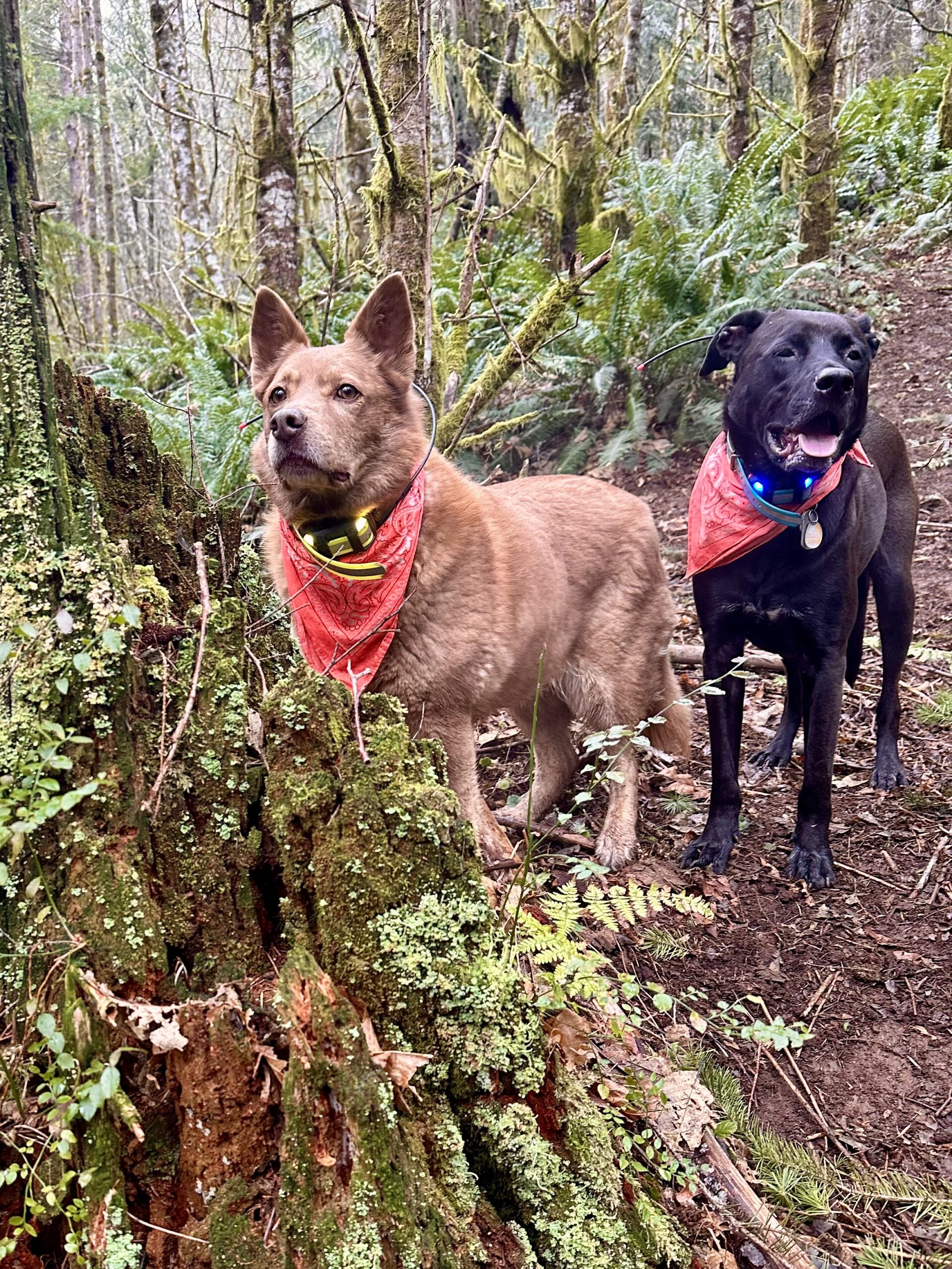 Two dogs stand on the hillside looking alert and dignified, near a tree stump covered in moss and lichen.