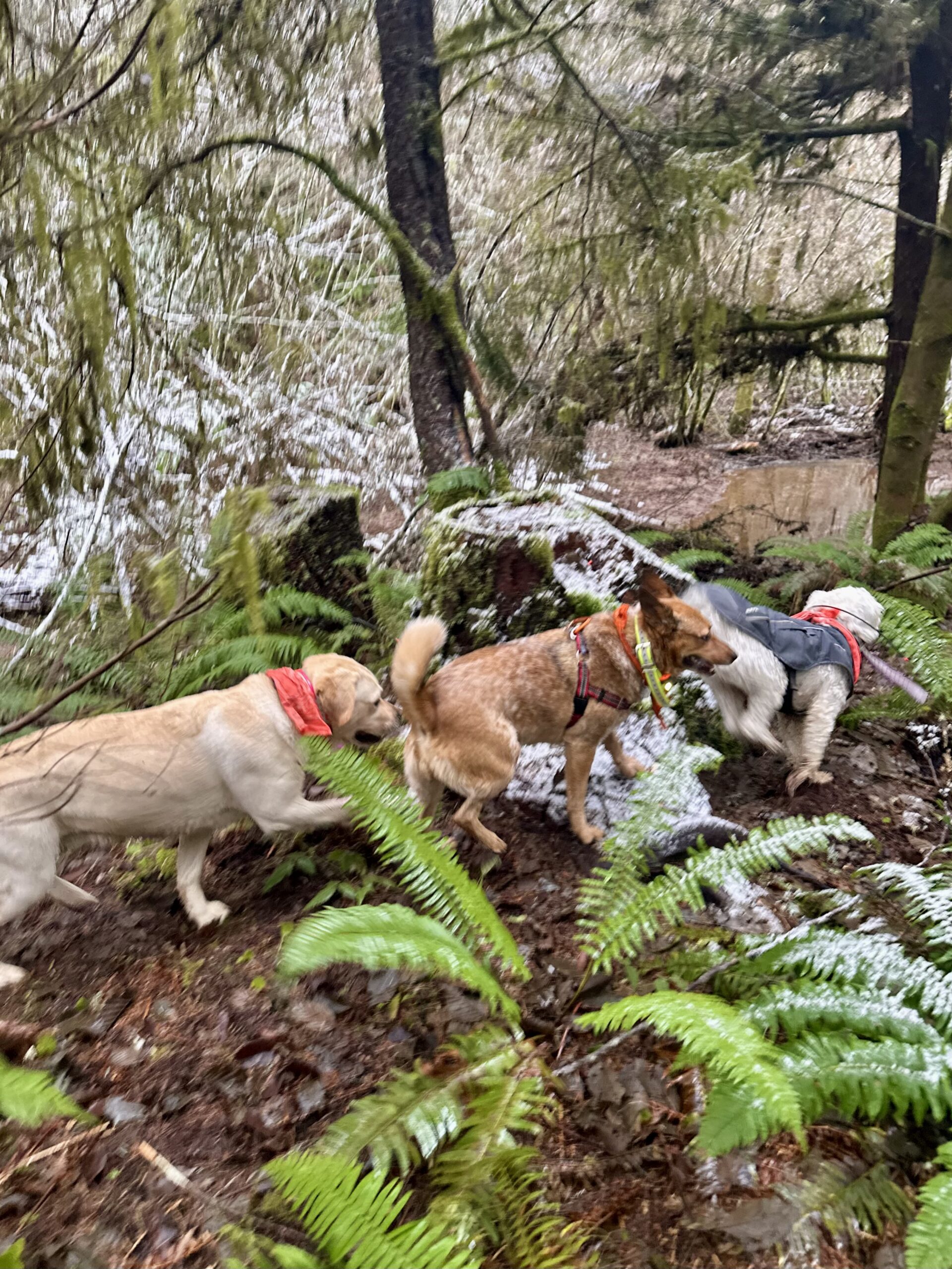 Three dogs trot in single file along a footpath between ferns and mossy trees, all lightly dusted with snow.