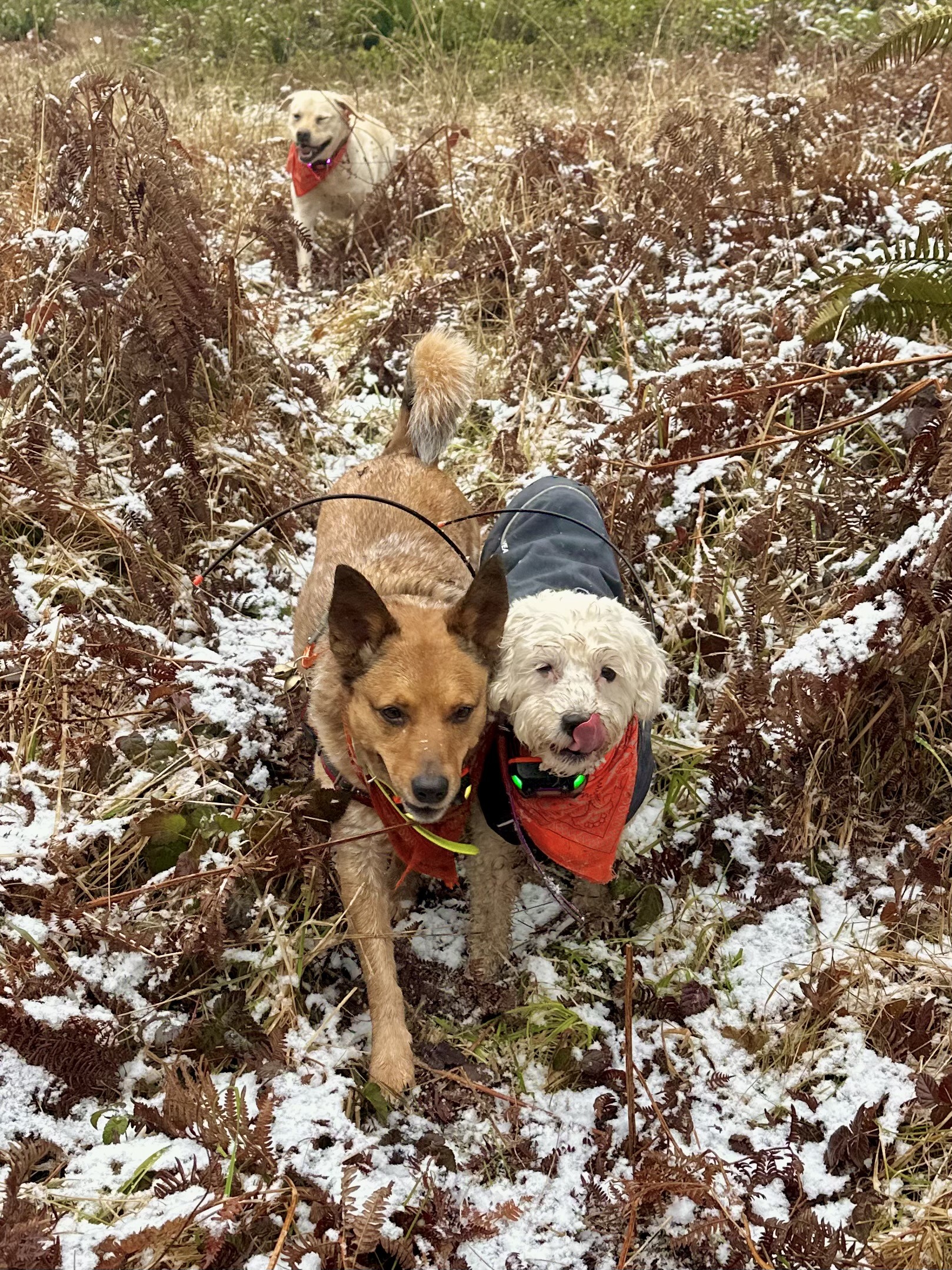 Two smiling dogs jog side by side through snow dusted wild vegetation, and a third dog follows close behind.