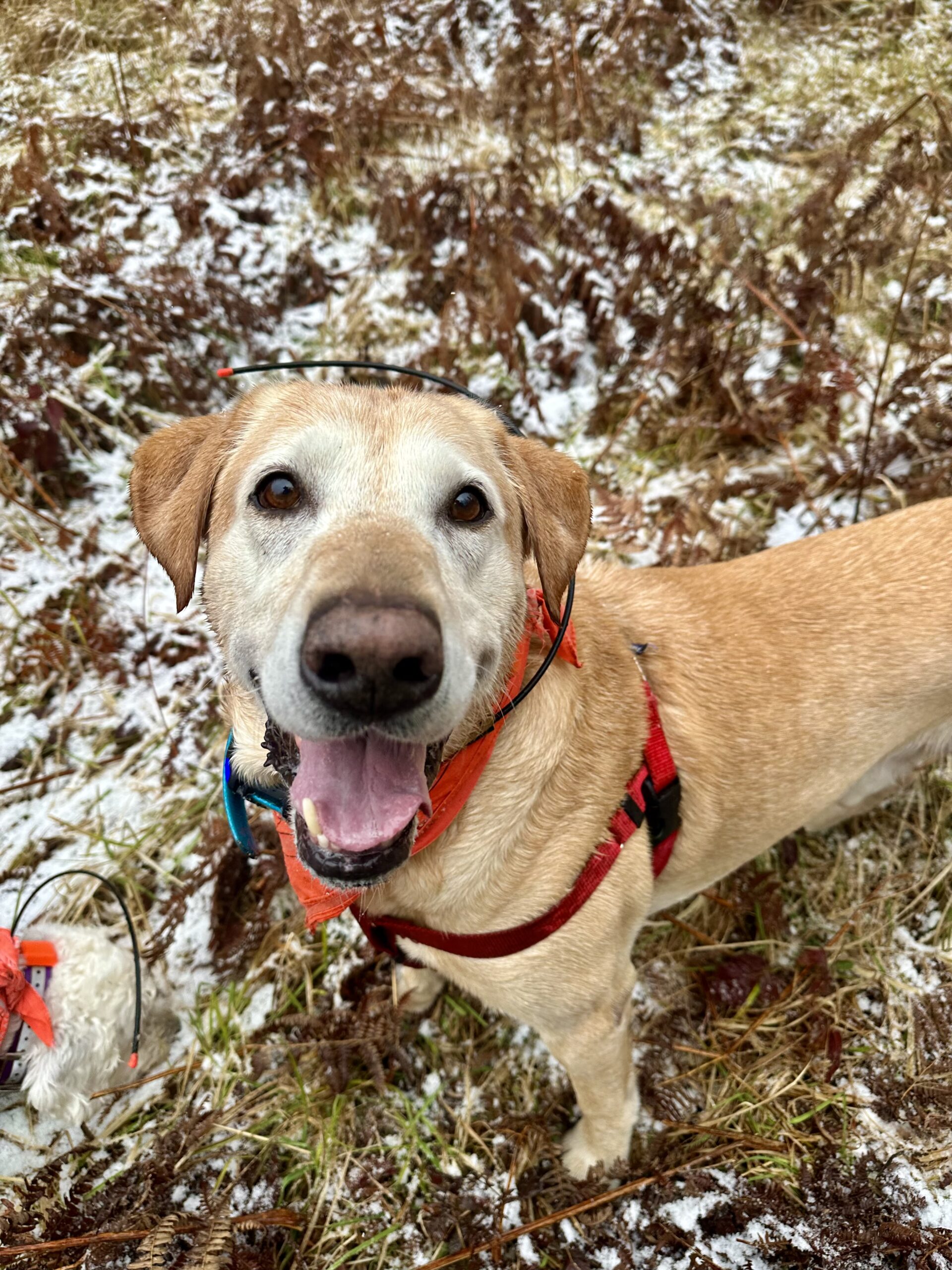 A big yellow lab in a frosty field smiles up at the camera.