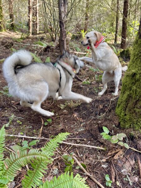 A malamute and a yellow lab romp enthusiastically in the woods. The lab rears up and the malamute crouches ready to spring.
