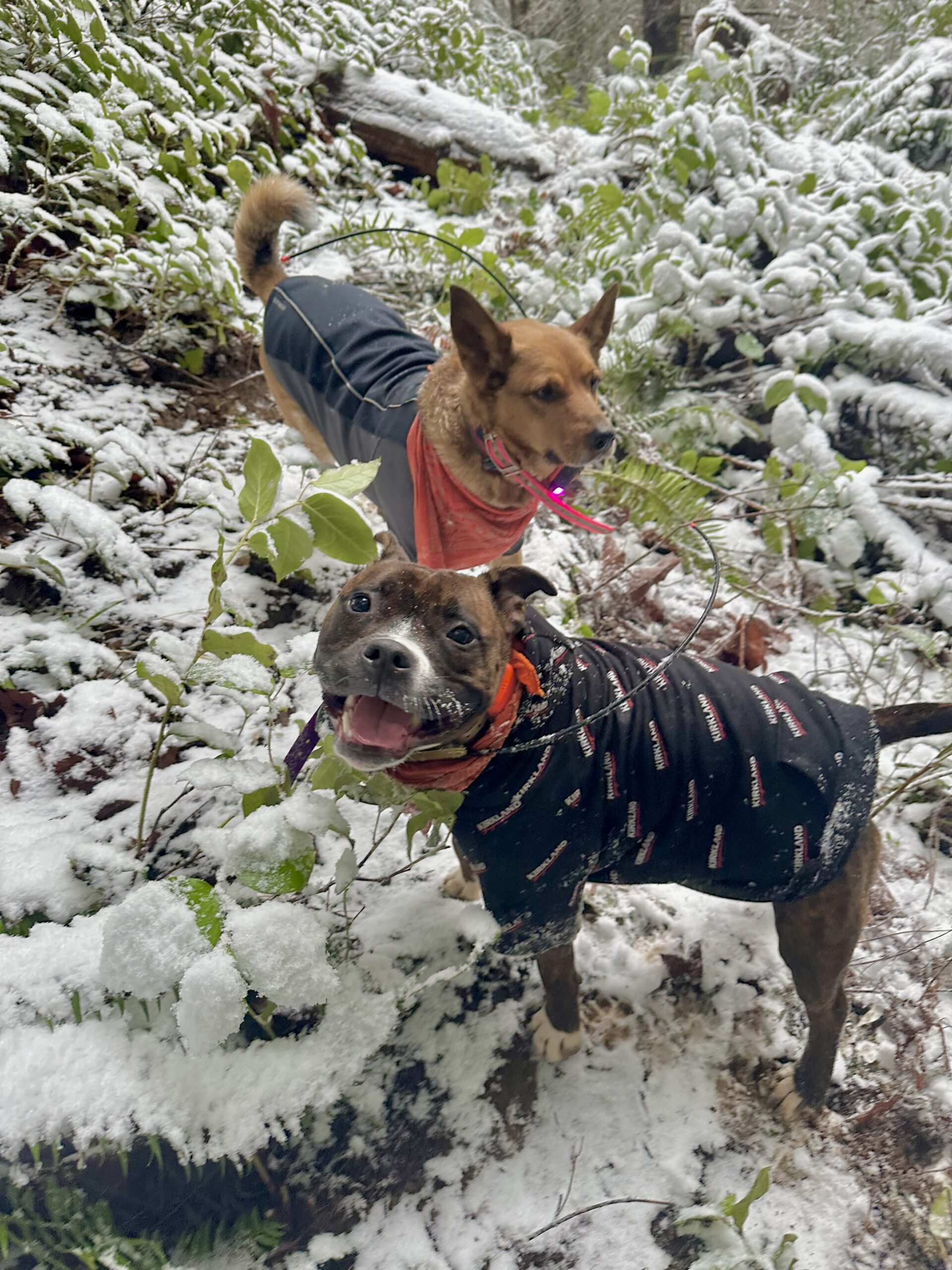 A small smiley pit bull and a red heeler stand on a steep snow covered hillside.