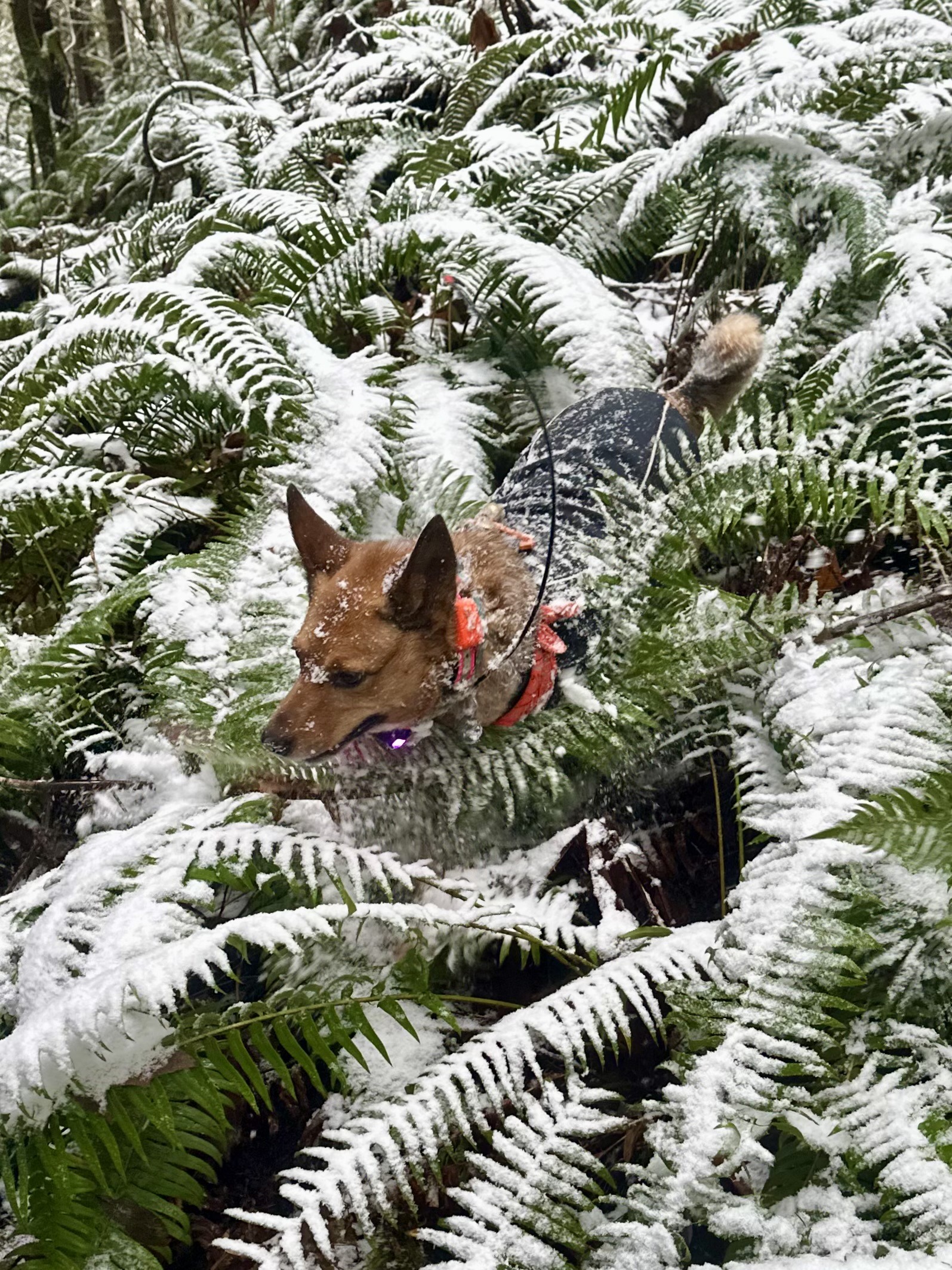 The heeler crashes downhill through ferns much taller than her, all covered in snow.