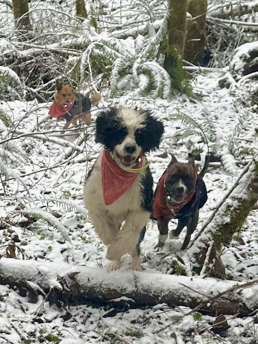 A Portuguese water dog and a pittie race each other along a snowy path through the woods, with another dog close behind.