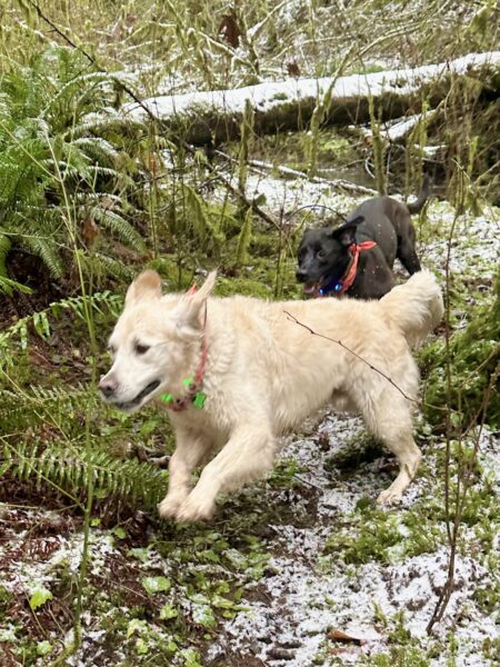 Two big dogs chase pell mell through snow covered wild vegetation in the forest.