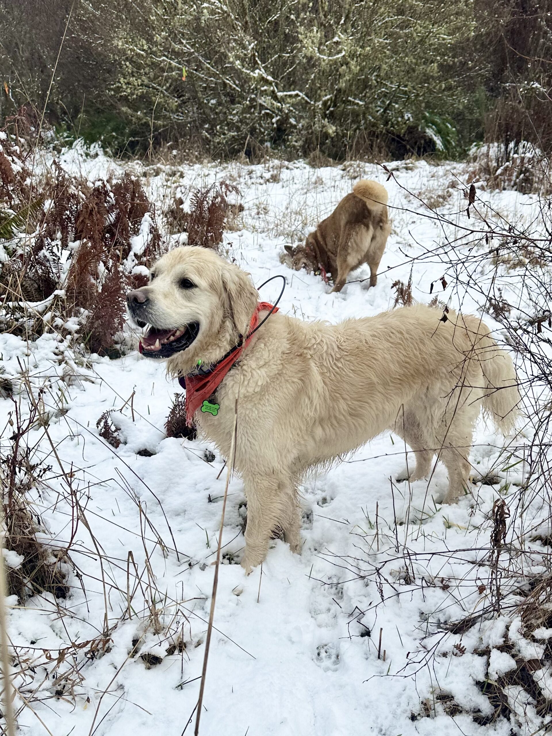 A big cream retriever smiles as he stands on a snowy hill. Behind him, another dog rubs her face in the snow.