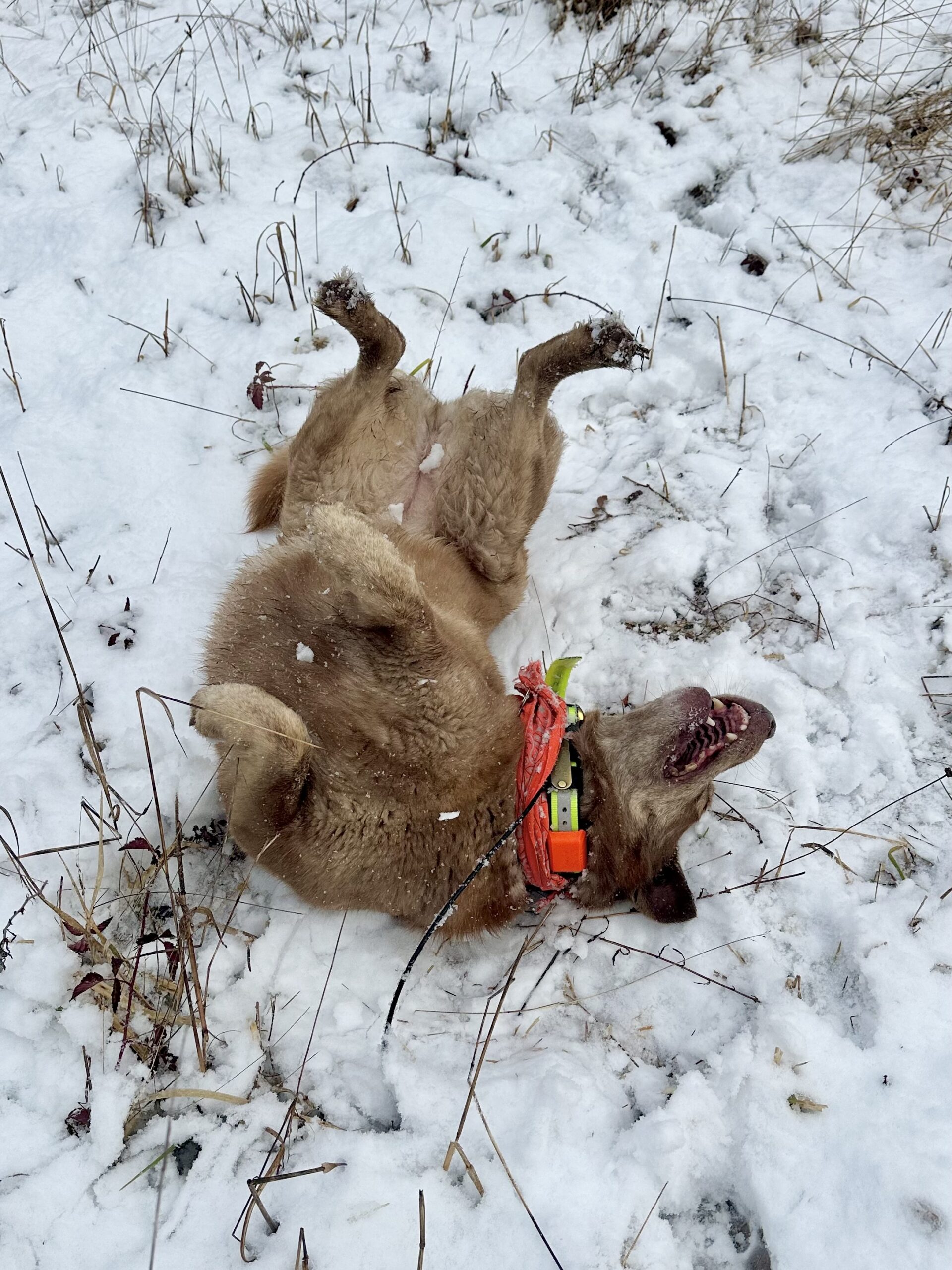 A cattle dog rolls on her back joyously in the snow.