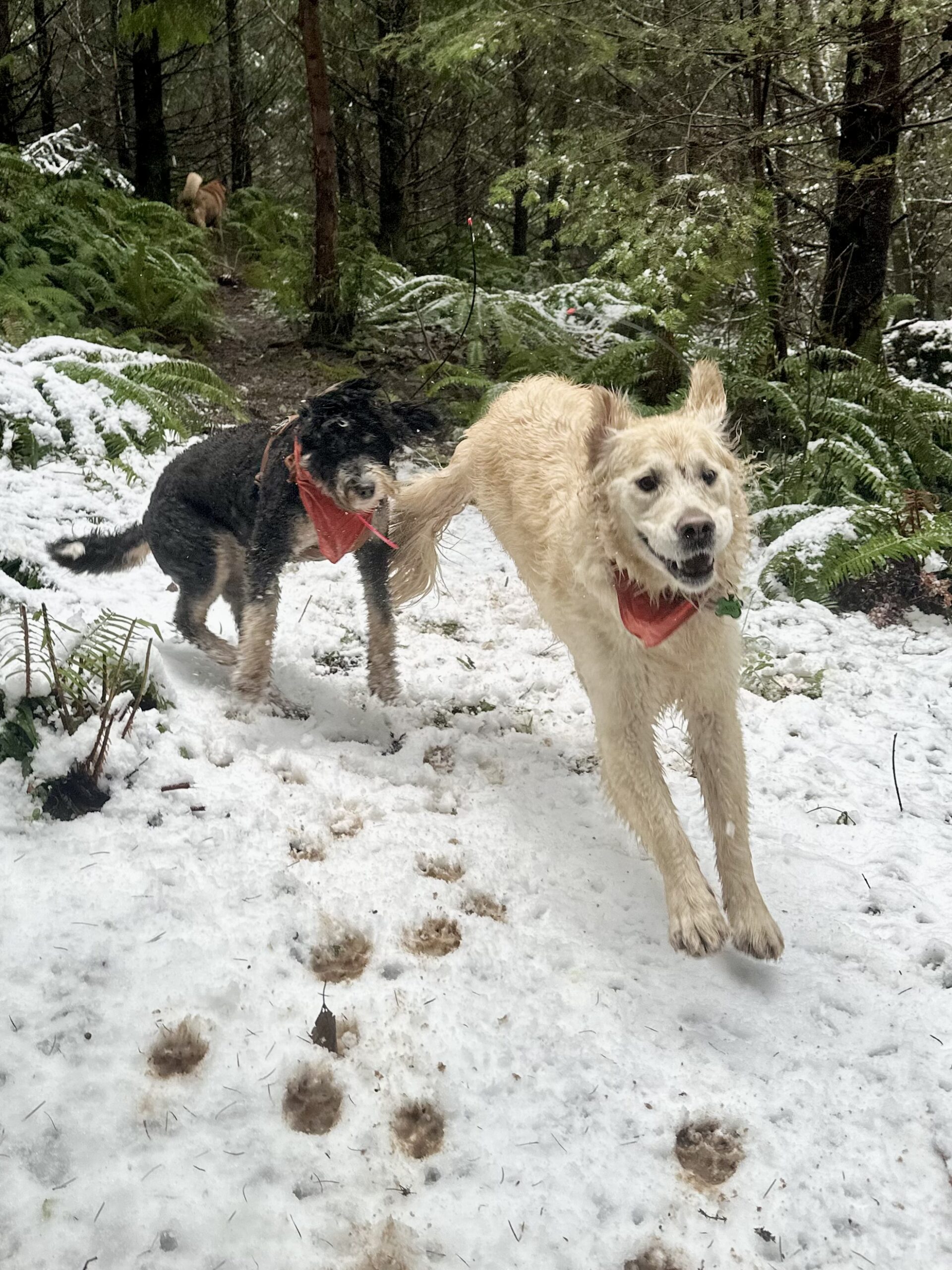 Two dogs run exuberantly down a snowy hillside in the woods.