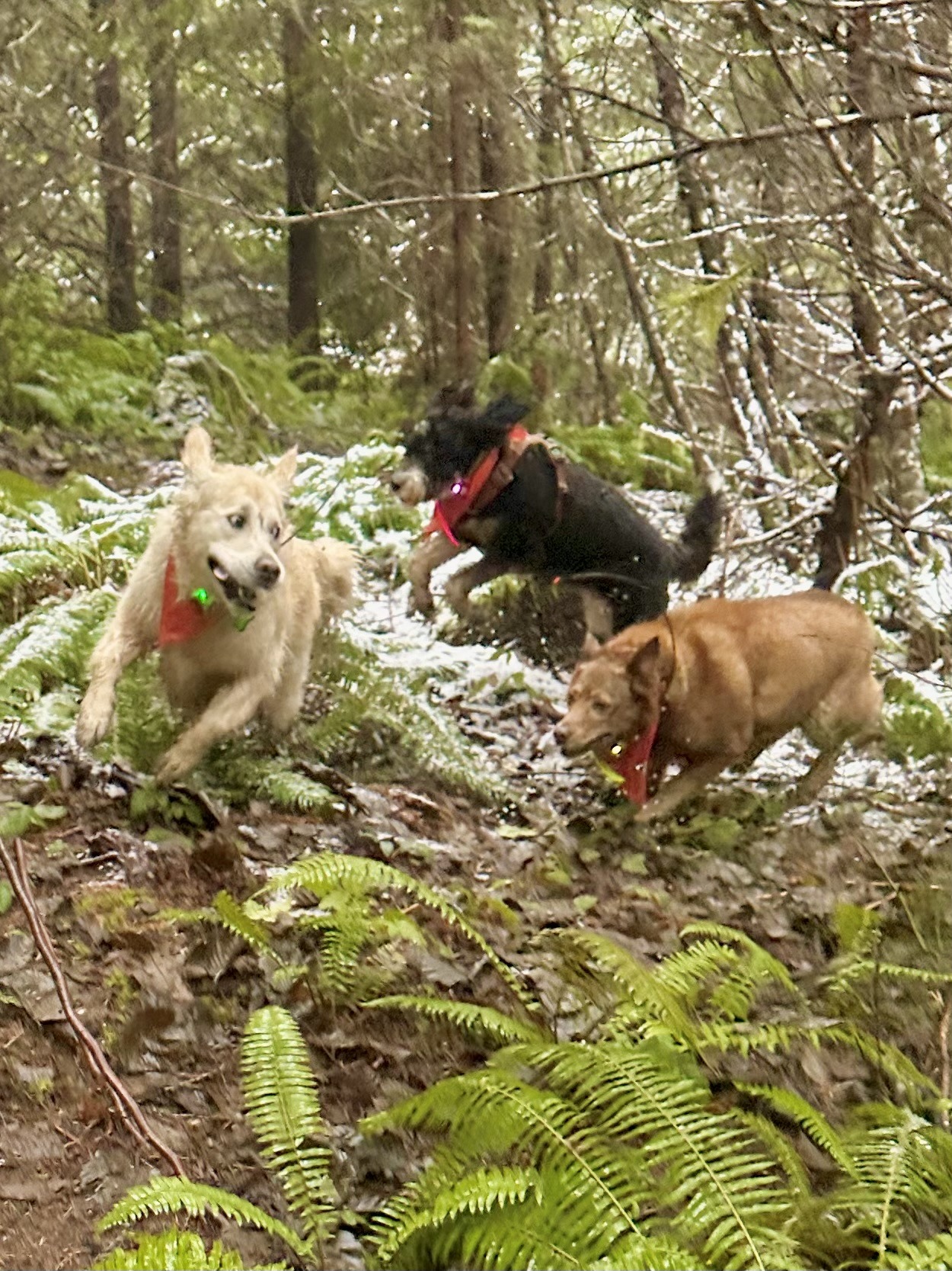 Three dogs run excitedly and leap over ferns in the snowy forest.