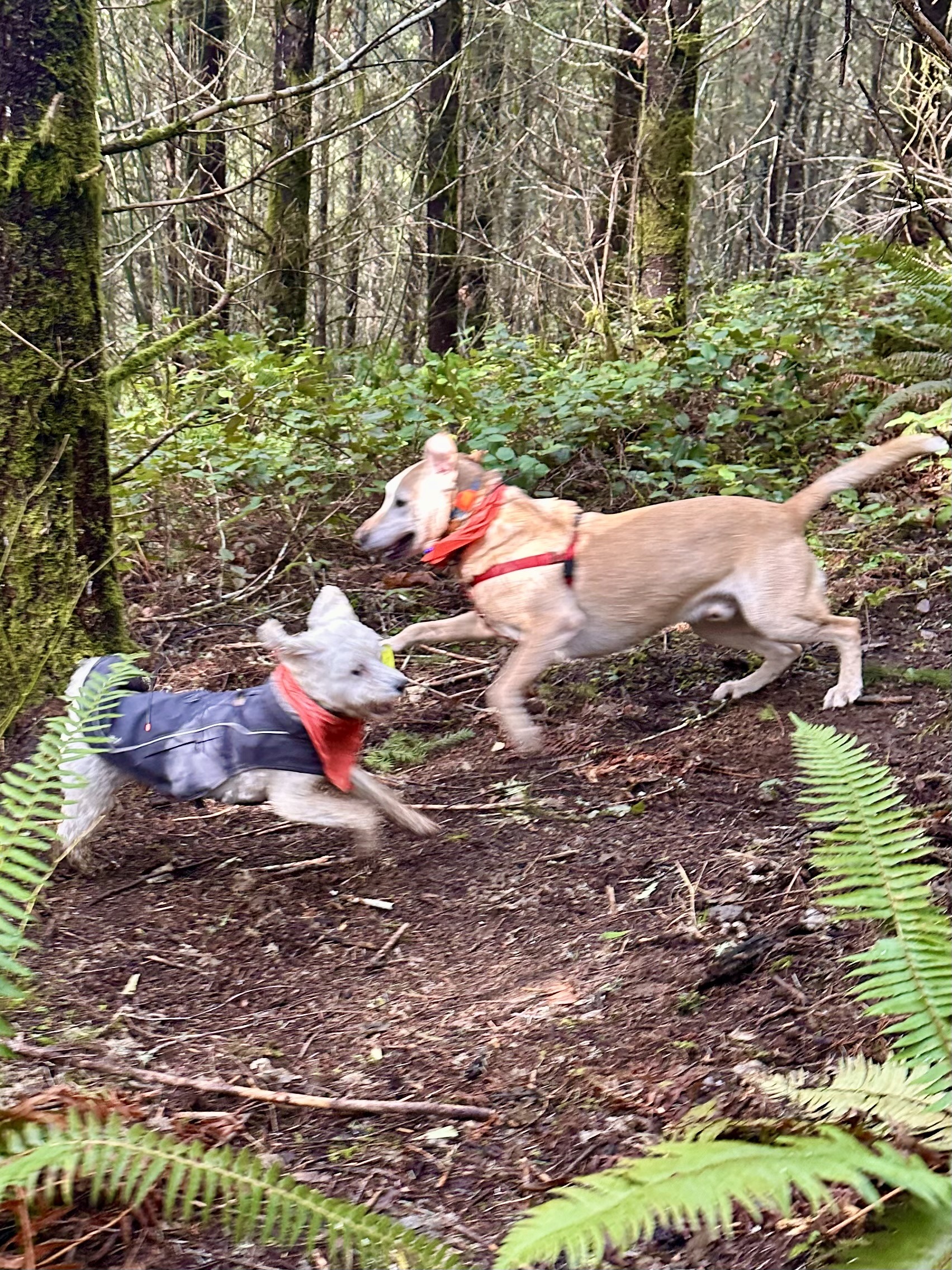 A big yellow lab and a small poodle chase in circles on a wooded hillside.