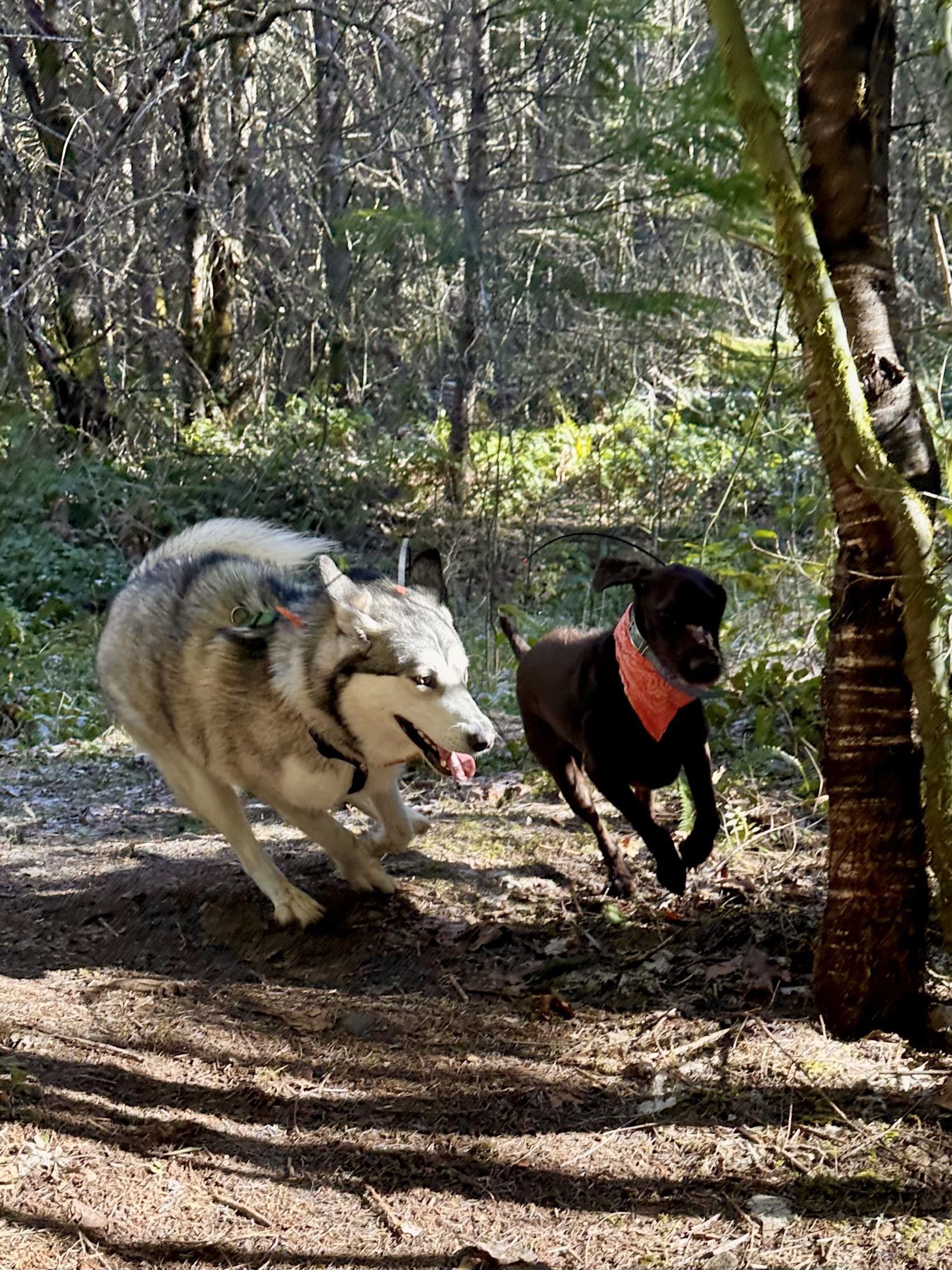 A malamute and a pudelpointer race each other along a footpath through the woods.