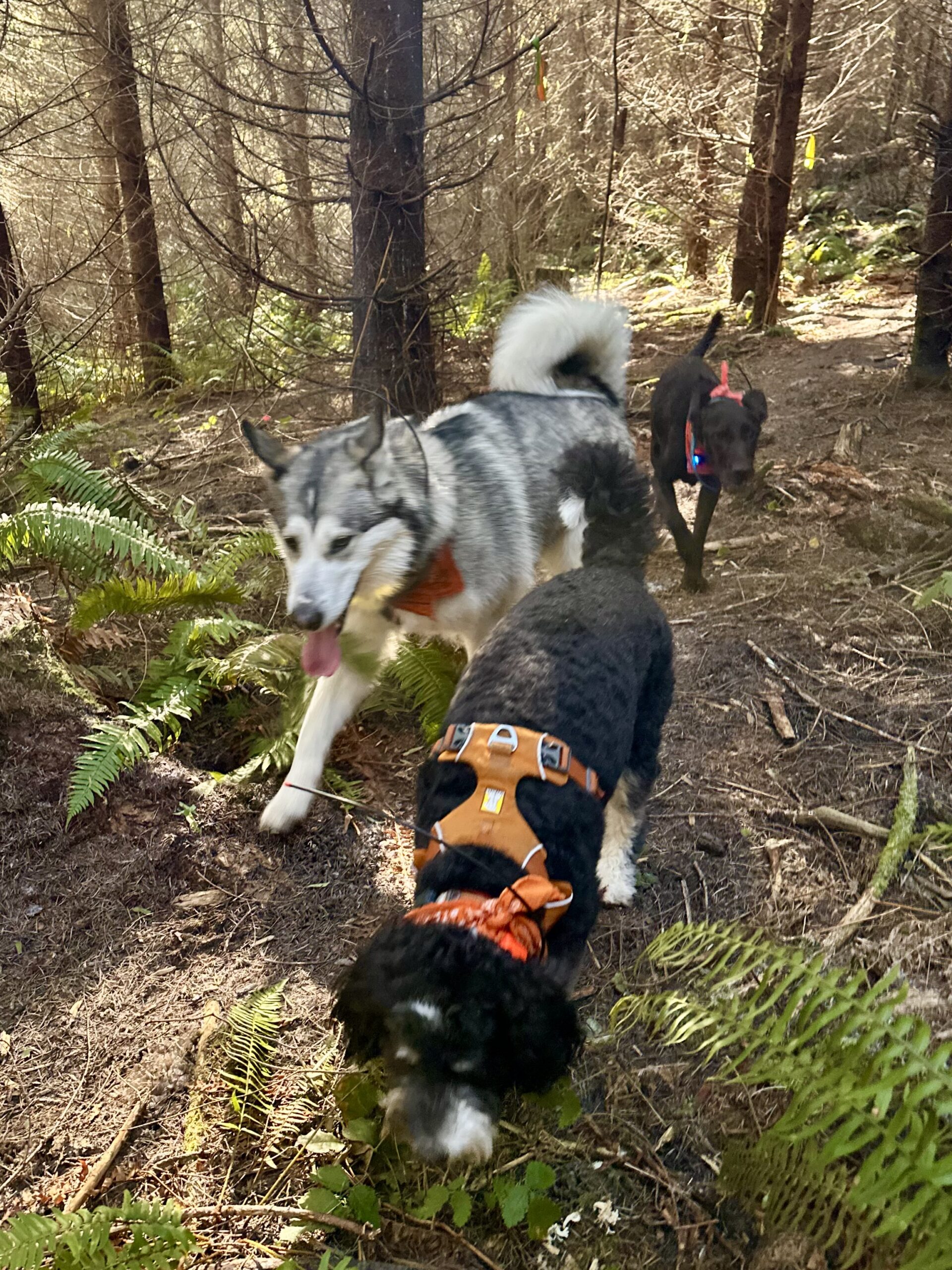 Three happy dogs sniff and jog on a trail between trees and ferns.