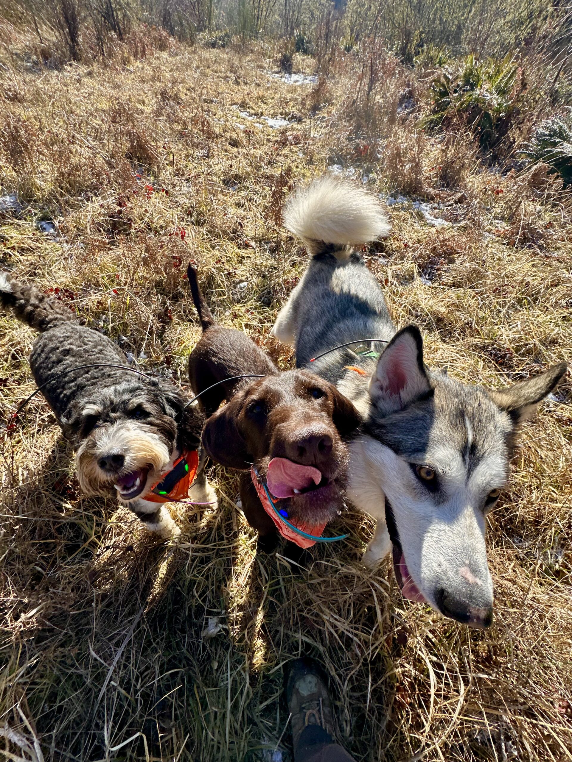 Three dogs stand side by side and smile for treats in a field of wild grass with bright sunshine.