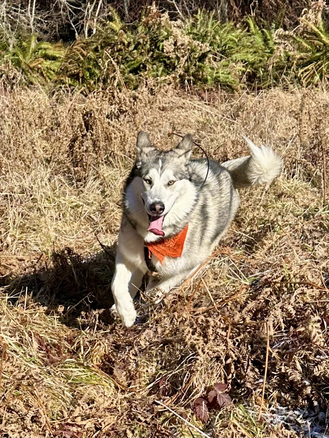 A malamute runs happily through a field of dry grass drenched in bright winter sunshine.