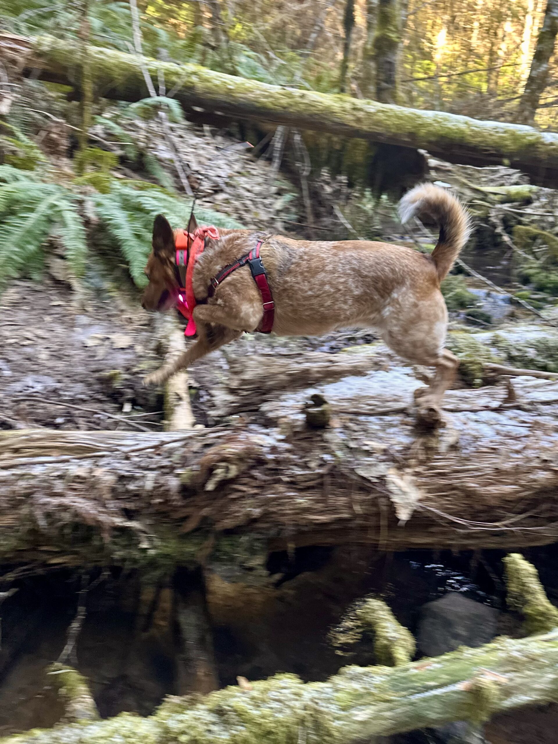 A red heeler leaps over several fallen trees in the forest.