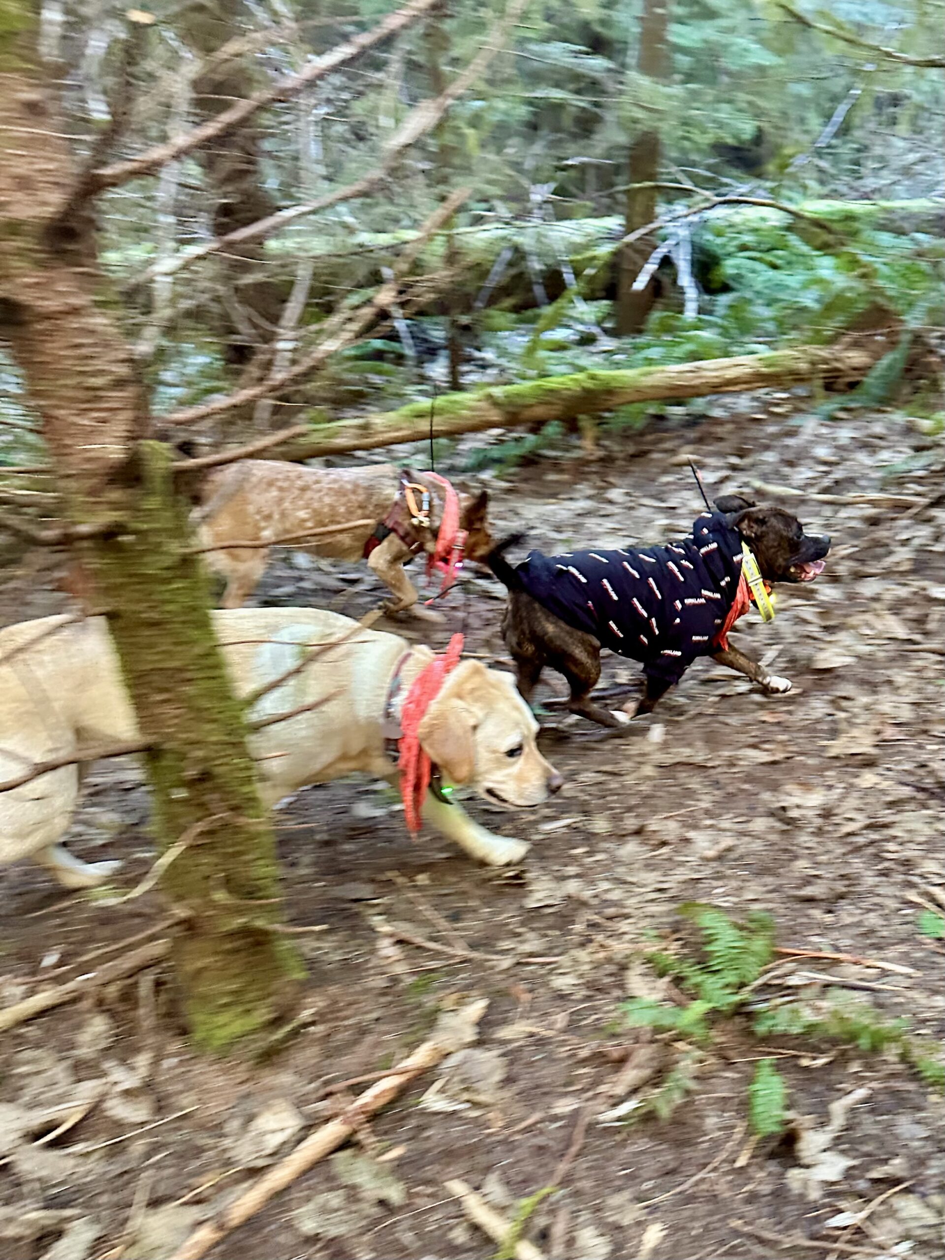 Three smiling dogs run along a footpath between mossy trees.