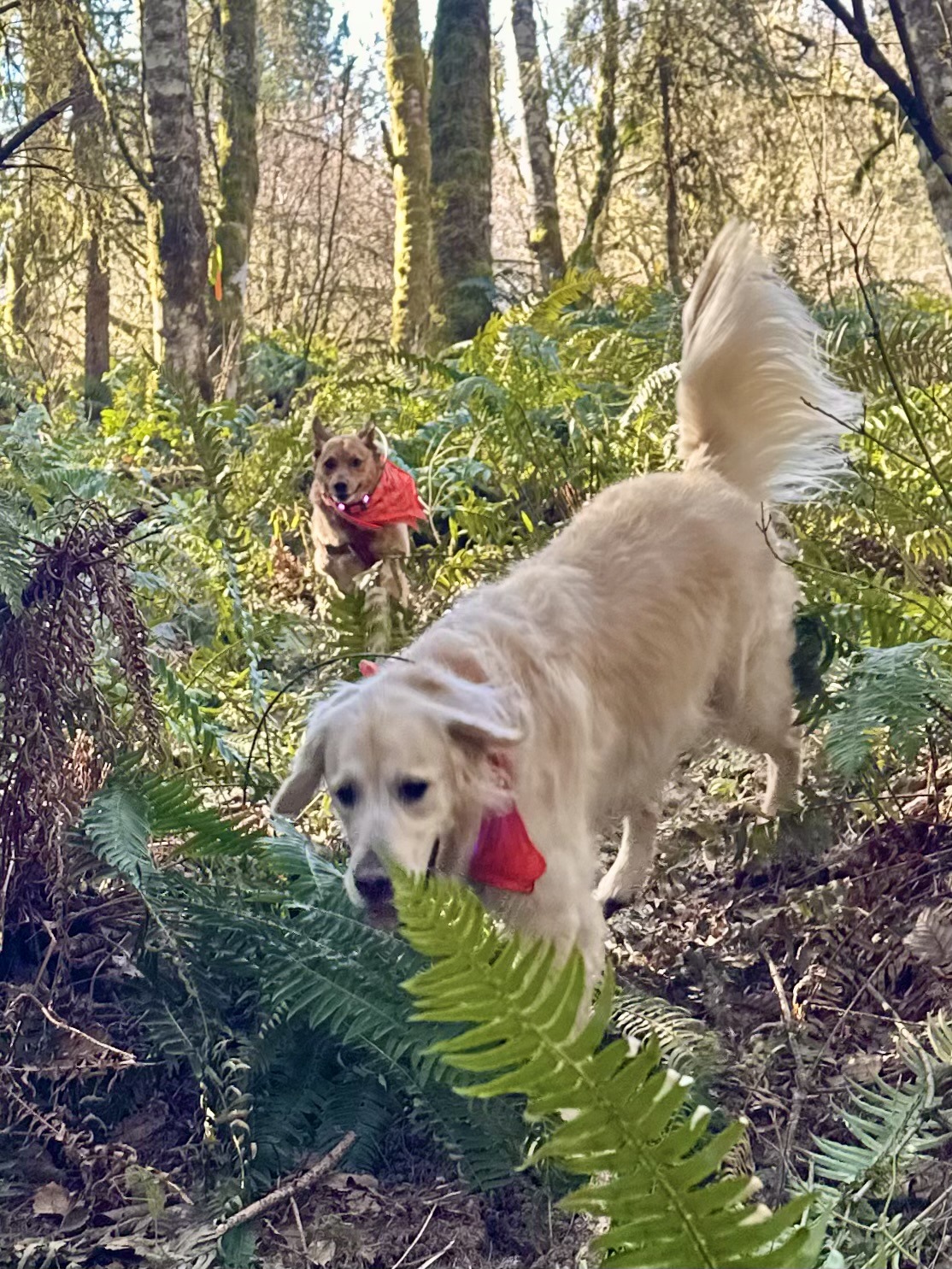 Two dogs run energetically down a slope covered in ferns, with bright sunshine peeking through the trees.