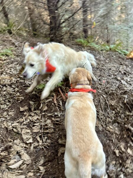 On a wooded hillside, a cream retriever races past another dog, ears flying.
