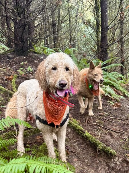 Two dogs wearing bandannas stand on a steep wooded hillside and smile.