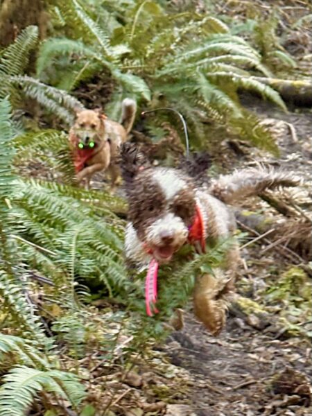 Two smiling dogs race through a valley full of ferns, ears flying.