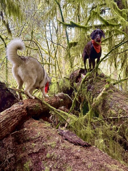Two dogs climb up onto some large fallen trees in the forest, with mossy branches all around.