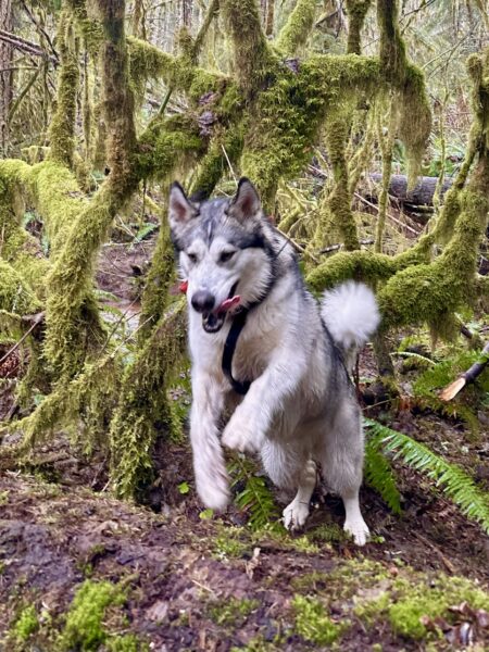 A malamute leaps up as she runs exuberantly through a wooded area thick with moss.
