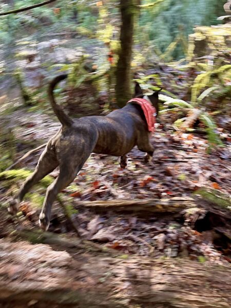 A little pit bull leaps flying over a log in the forest.
