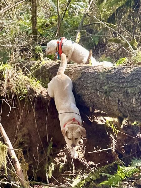 A giant tree has fallen across an embankment. One dog climbs up over it while another climbs down the vertical drop.