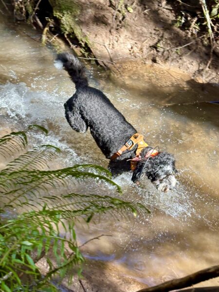 A bernedoodle leaps and splashes energetically through a creek in the forest.