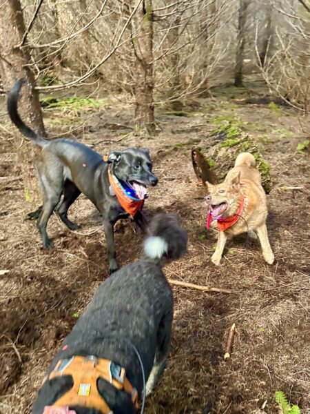 Two smiling dogs play rambunctiously between trees in a dry part of the woods.