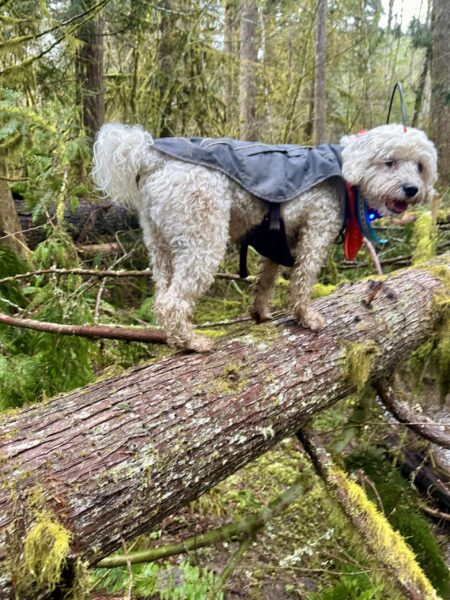 A small poodle smiles as he stands atop a fallen tree several feet above the ground.