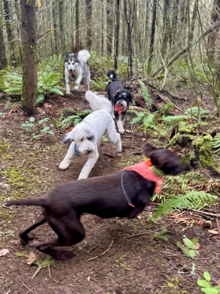 Four dogs run and leap rambunctiously along a footpath through the woods.