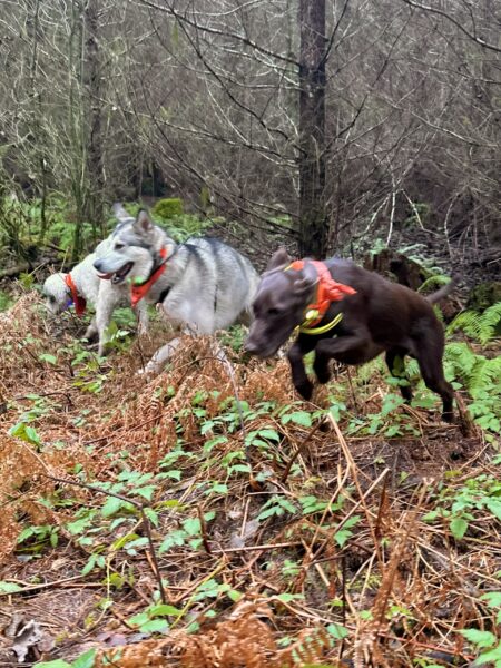 Three dogs leap exuberantly over wild vegetation on a rugged hillside.