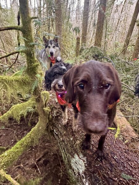 Three dogs stand in a line and pose for the camera on top of a fallen tree, surrounded by moss covered branches.