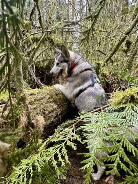 A malamute stands on her hind legs, leaning up against a fallen tree about a meter above the ground. She looks over the top with curiosity. She is surrounded by many leafy branches.