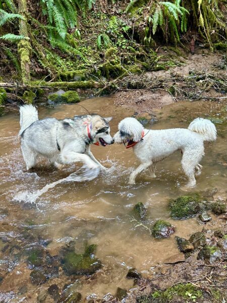 Two big dogs face each other nose to nose, standing and splashing in a wide shallow creek.