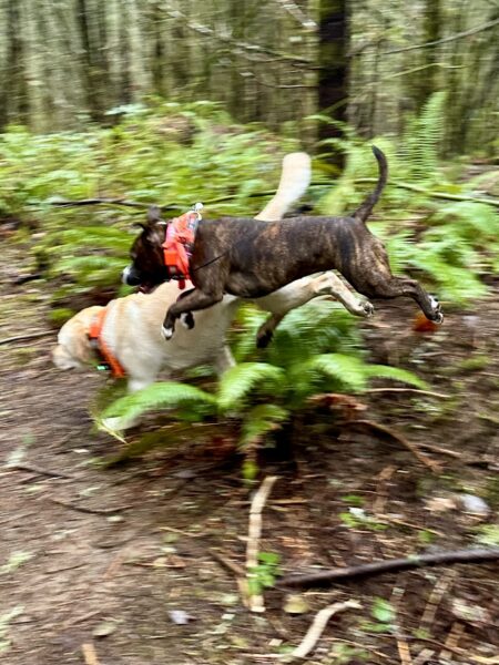 A small pit bull leap high and long through the air as she chases another dog through the ferns.