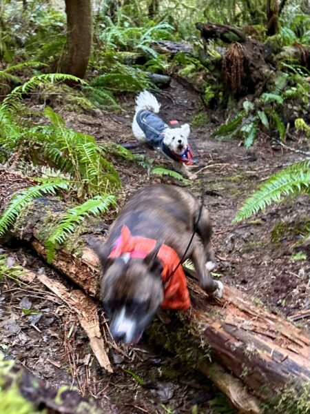 Two small dogs chase each other in circles at top speed through the forest.