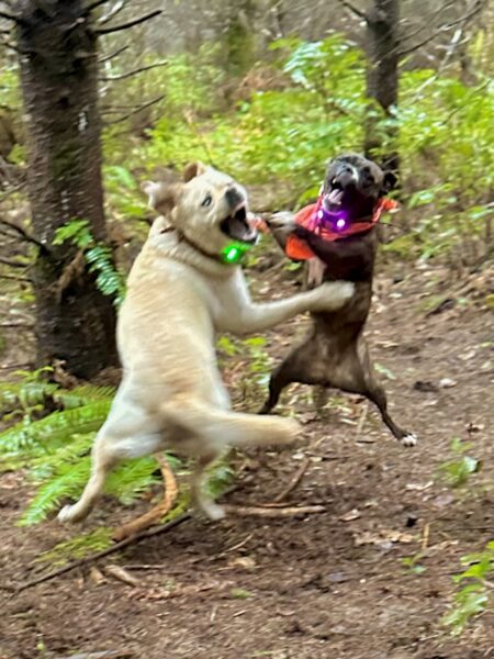 Two dogs in a moment of rambunctious play fighting both leap up vertically with wild facial expressions. The scene is comically silly.