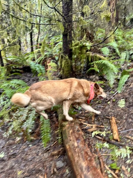 A cattle dog leaps over a fallen tree along the trail.