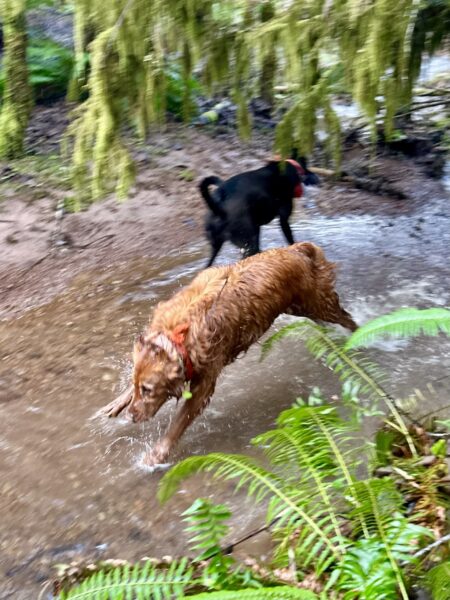 A big golden retriever rushes headlong through a creek surrounded by greenery.