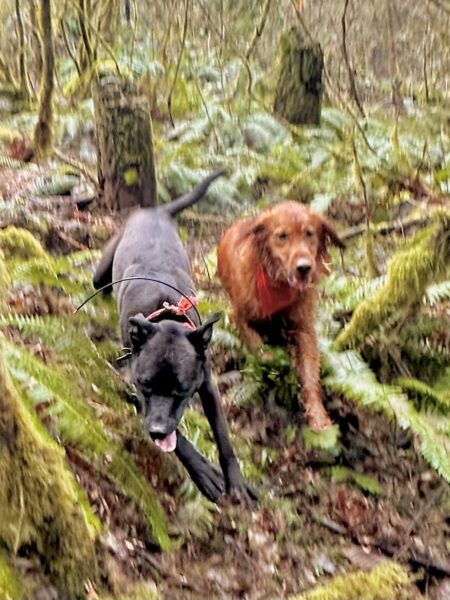Two big dogs run exuberantly through ferns and mossy trees.